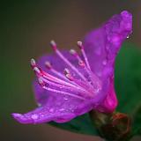 Wet Purple Flower_47660